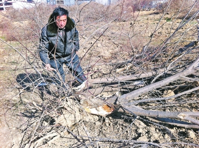 問(wèn)周邊的人，都說(shuō)白天沒(méi)見(jiàn)有人推樹(shù)，可能是夜里被鏟車推的