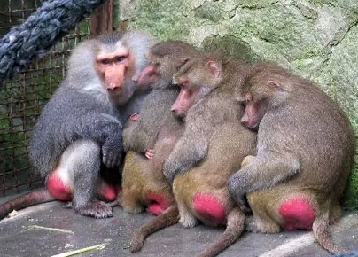 強冷空氣+雨 鄭州終于要下雪了！最低氣溫-6℃！