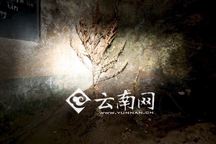 　教室里沒有燈，光線太暗，村民便種下了野蘇麻，希望教室有綠色，讓孩子們看到“希望”。 徐弘毅 攝