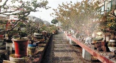 劉光嘉出示博物館內(nèi)部圖片中，擺放著各種盆景。