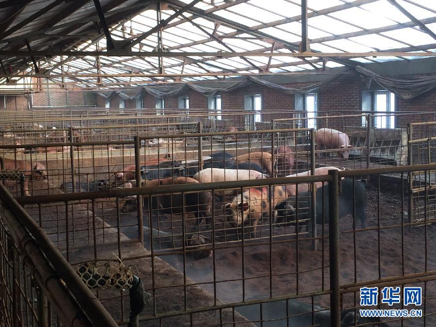 穗豐園里的豬舍（2013年12月8日攝）。新華社記者 程子龍 攝