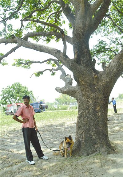 兩名少女在這棵樹上被吊死。