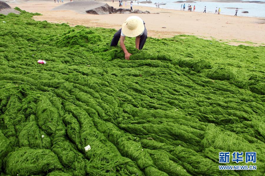 6月10日，山東日照市萬平口景區(qū)管理部門組織工作人員在清理海灘上的滸苔。