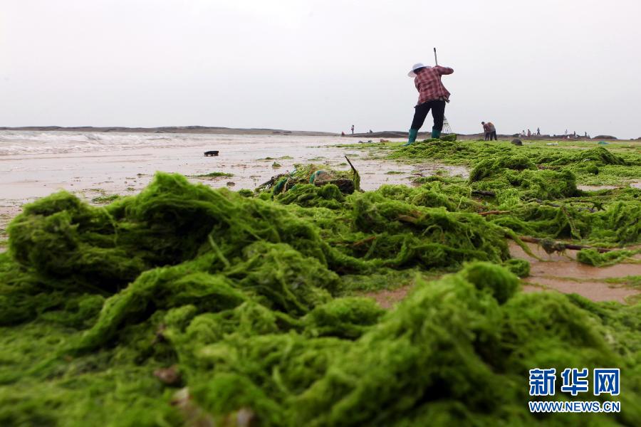 6月10日，山東日照市萬平口景區(qū)管理部門組織工作人員在清理海灘上的滸苔。