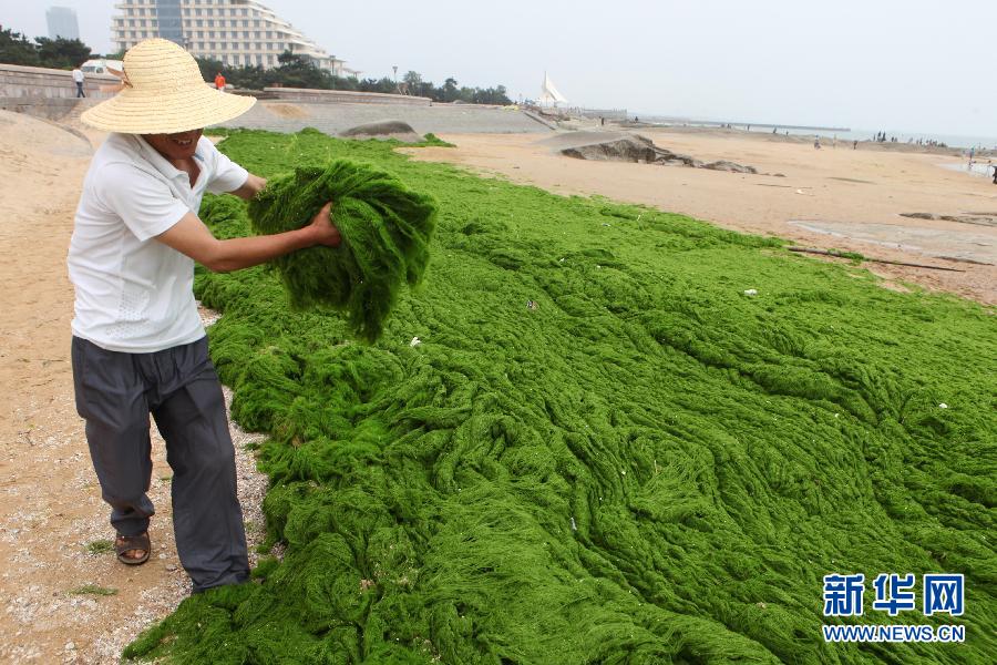 6月10日，山東日照市萬平口景區(qū)管理部門組織工作人員在清理海灘上的滸苔。