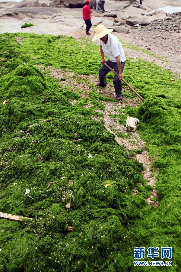 6月10日，山東日照市萬平口景區(qū)管理部門組織工作人員在清理海灘上的滸苔。