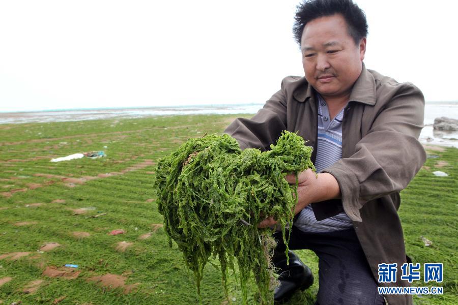 6月10日，在江蘇省連云港市贛榆縣海州灣旅游度假區(qū)，一名漁民在展示清理的滸苔。