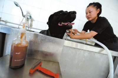 天熱時,搜油犬會天天洗澡。