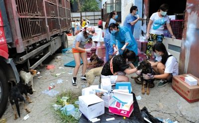 昨日下午,志愿者對(duì)攔截下來的狗逐一檢查,分類進(jìn)行管理。