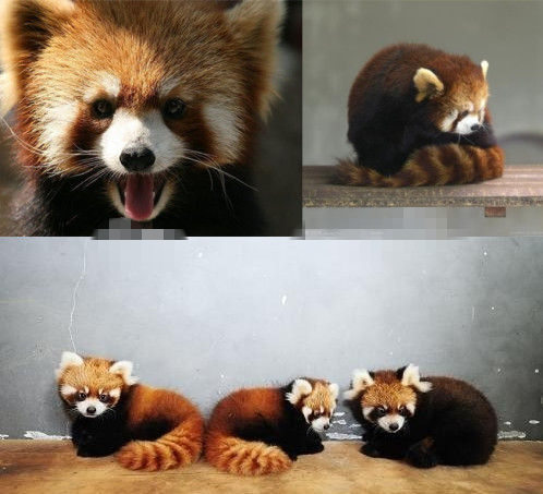 網(wǎng)友猜測三只小浣熊寓意歐弟老婆懷孕。