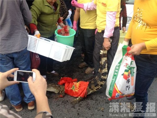 鱷魚被車主抓到。