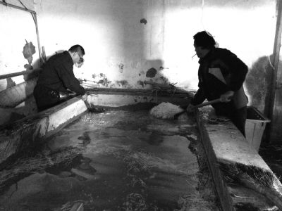 “黑作坊”的豆芽在臟亂不堪的水泥池中清洗。