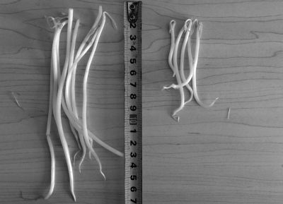 “黑作坊”制售的豆芽（左）和超市銷售的豆芽（右）長度形成鮮明對比。