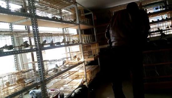 哈爾濱市雙城區(qū)集市上，一家沒有招牌的平房里擺滿了各種野鳥等待出售。