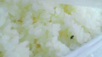 陸先生在高鐵上購買的“梅菜扣肉套餐”盒飯。盒飯中的米飯上有芝麻狀的黑色小蟲。