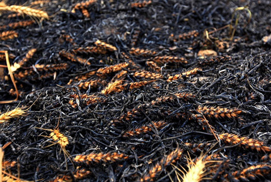 火被撲滅后的麥田。