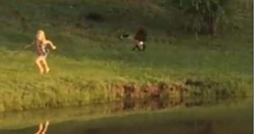 圖二：小女孩遭鵝襲擊向父親求救，但他不但沒有伸出援手，反而狂笑不止。