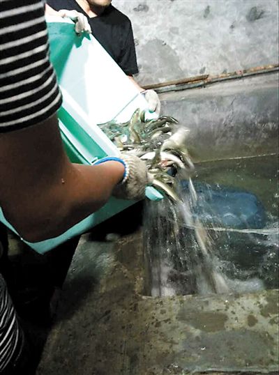 主人將撈上來的魚放進魚池。