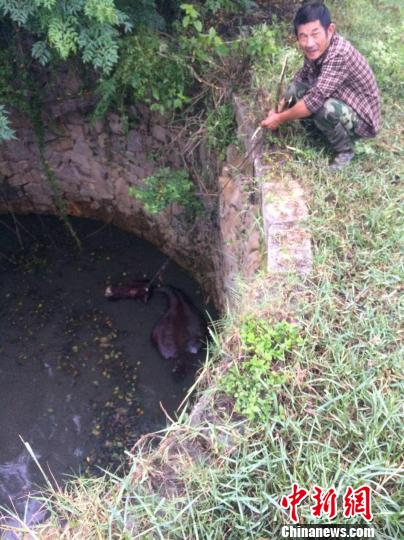 圖為大水牛掉進(jìn)13米深坑，民警消防灌水施救。