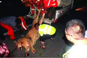 這頭母獅體態(tài)彪悍，重達(dá)400斤左右 網(wǎng)絡(luò)圖片　