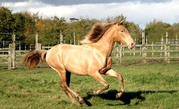 我國科學家發(fā)現 2000多年前罕見金色馬匹