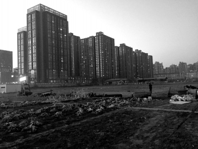 荒地上除堆放一些雜物外，還被附近居民種上了一片大白菜。