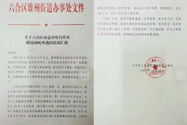 交匯點(diǎn)10月10日消息， 10日晚上，一則消息在南京人的朋友圈和微信群里瘋傳，網(wǎng)傳消息稱：六合雄州街道山北村一個(gè)農(nóng)莊私自養(yǎng)眼鏡蛇，幾天前突然跑出來了，估計(jì)二三百條。交匯點(diǎn)記者向六合區(qū)委宣傳部相關(guān)人士求證，證實(shí)了此事確實(shí)發(fā)生。