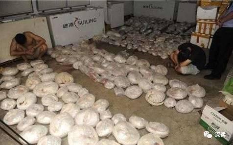 揭穿山甲販賣潛規(guī)則:送飯館前注水打興奮劑 揭穿山甲販賣潛規(guī)則:送飯館前注水打興奮劑