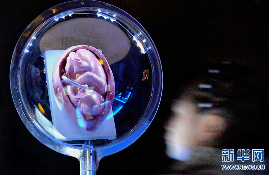 一名小學生在鄭州科技館內參觀介紹遺傳、生育等知識的“奇幻生命之旅”展覽（2007年2月18日攝）。