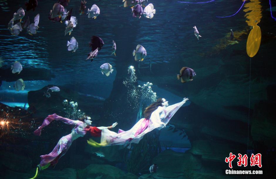 9月7日，在中秋節(jié)到來(lái)前一天，山東泉城海洋極地世界為游客帶來(lái)“嫦娥水中奔月”表演。