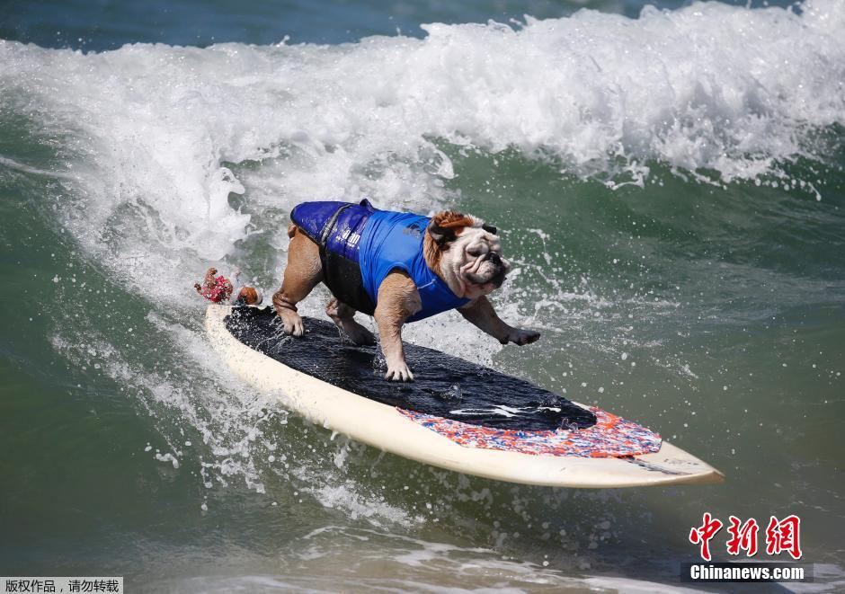 美國狗狗沖浪大賽 汪星人乘風(fēng)破浪帥氣十足 美國狗狗沖浪大賽 汪星人乘風(fēng)破浪帥氣十足