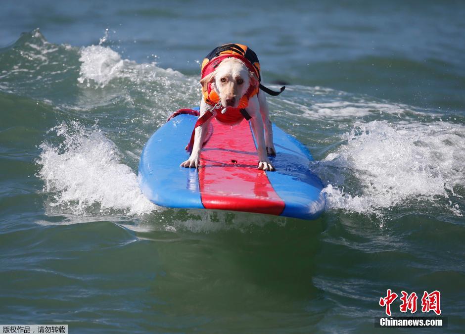 美國狗狗沖浪大賽 汪星人乘風(fēng)破浪帥氣十足 美國狗狗沖浪大賽 汪星人乘風(fēng)破浪帥氣十足