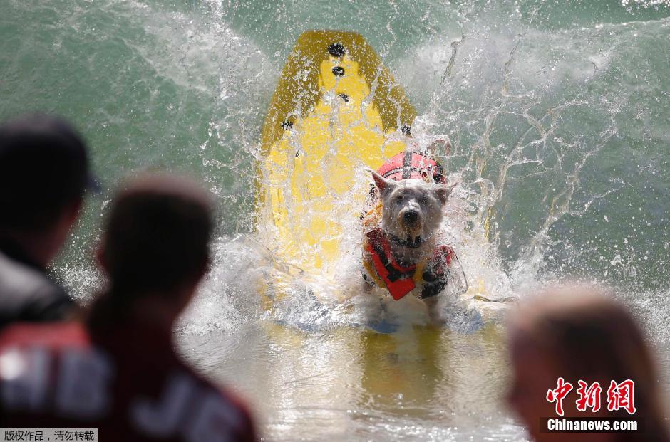 美國狗狗沖浪大賽 汪星人乘風(fēng)破浪帥氣十足 美國狗狗沖浪大賽 汪星人乘風(fēng)破浪帥氣十足