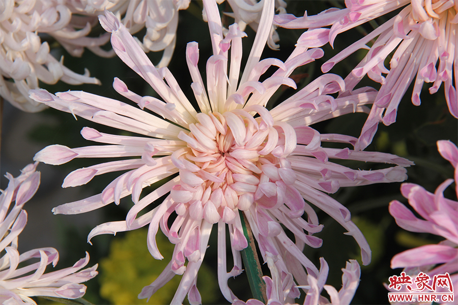菊花綻放美麗。