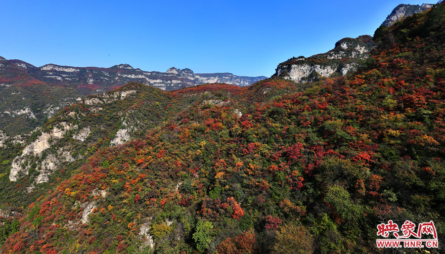 紅色，黃色，綠色的樹葉相互映襯
