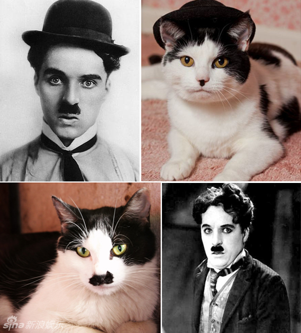 不小心就撞臉了！盤點(diǎn)動(dòng)物界的明星相