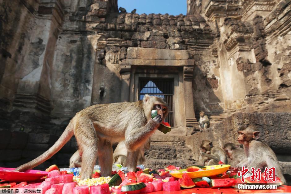 泰國慶祝猴子自助餐節(jié) 2噸美食犒賞饞嘴猴 泰國慶祝猴子自助餐節(jié) 2噸美食犒賞饞嘴猴
