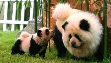 意大利馬戲團(tuán)將松獅犬染成熊貓賺錢 意大利馬戲團(tuán)將松獅犬染成熊貓賺錢