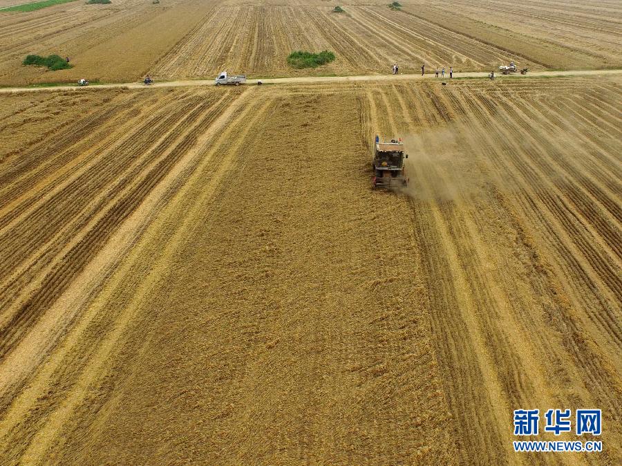 這是5月28日在河南省南陽市唐河縣甘河灣村航拍的麥?zhǔn)宅F(xiàn)場(chǎng)。