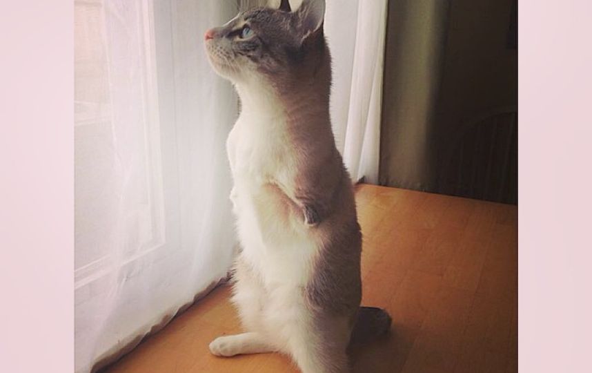 美國殘疾“貓堅(jiān)強(qiáng)”頑強(qiáng)生活 美國殘疾“貓堅(jiān)強(qiáng)”頑強(qiáng)生活