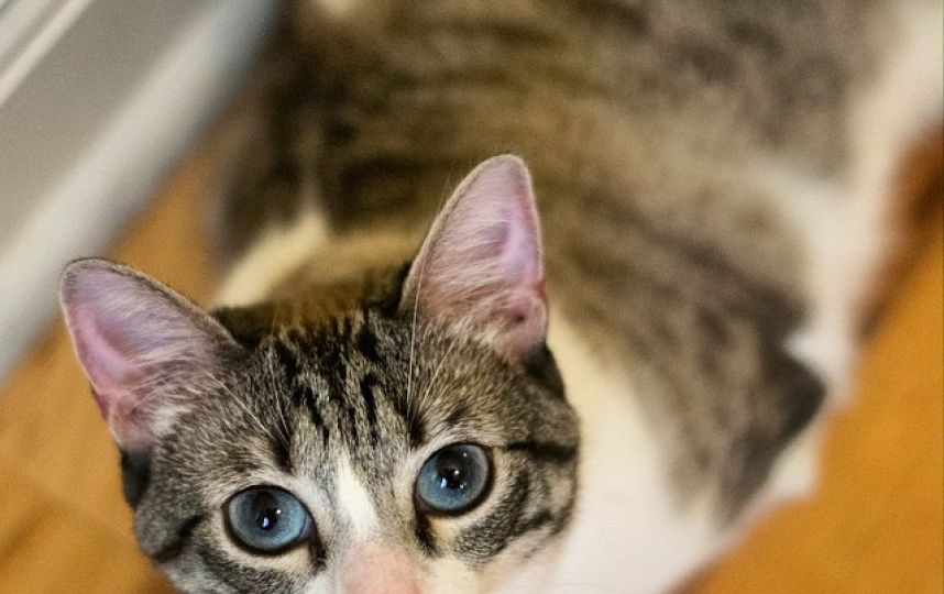 美國殘疾“貓堅(jiān)強(qiáng)”頑強(qiáng)生活 美國殘疾“貓堅(jiān)強(qiáng)”頑強(qiáng)生活