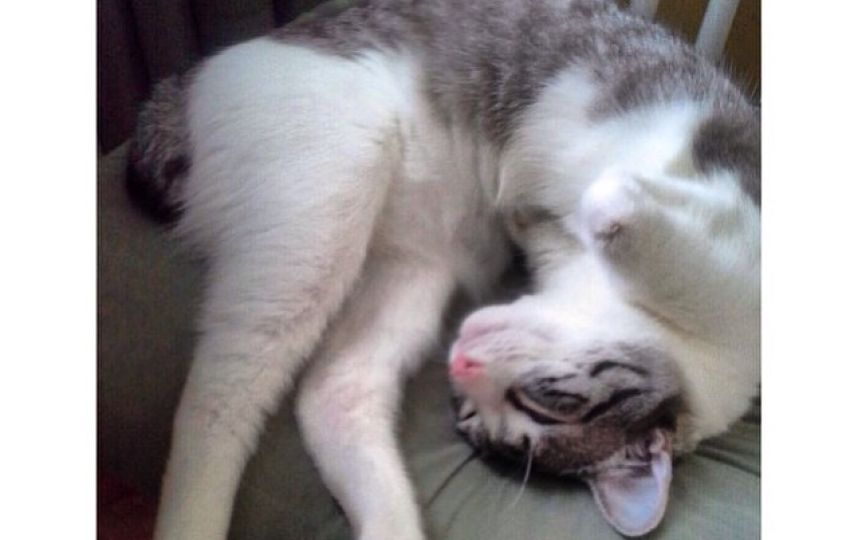 美國殘疾“貓堅(jiān)強(qiáng)”頑強(qiáng)生活 美國殘疾“貓堅(jiān)強(qiáng)”頑強(qiáng)生活