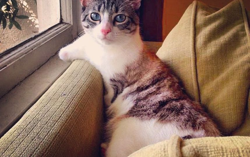 美國殘疾“貓堅(jiān)強(qiáng)”頑強(qiáng)生活 美國殘疾“貓堅(jiān)強(qiáng)”頑強(qiáng)生活