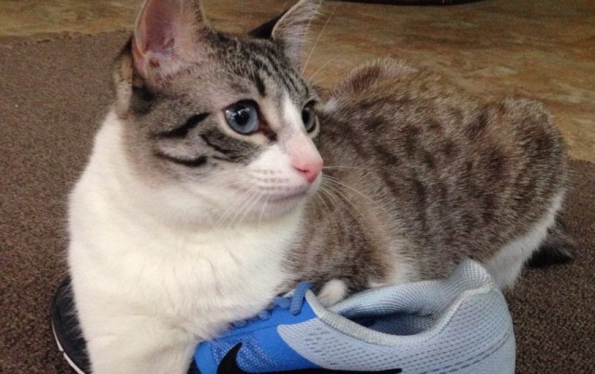 美國殘疾“貓堅(jiān)強(qiáng)”頑強(qiáng)生活 美國殘疾“貓堅(jiān)強(qiáng)”頑強(qiáng)生活