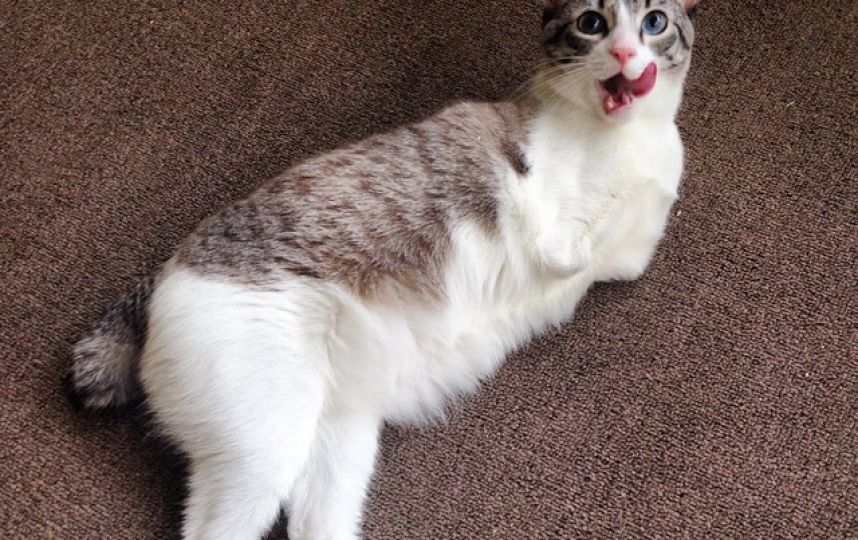 美國殘疾“貓堅(jiān)強(qiáng)”頑強(qiáng)生活 美國殘疾“貓堅(jiān)強(qiáng)”頑強(qiáng)生活