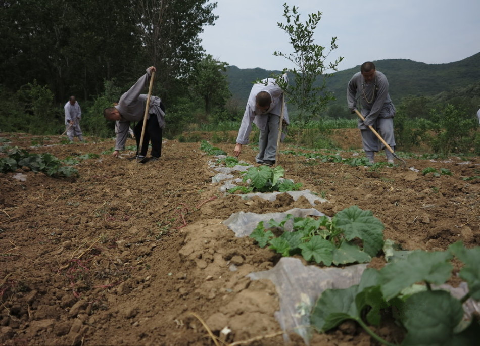 少林寺耕種的120多畝小麥熟了，武僧們走進田間，收獲黃燦燦的果實。