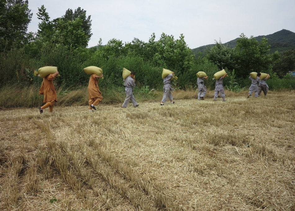武僧在田間肩扛糧食。