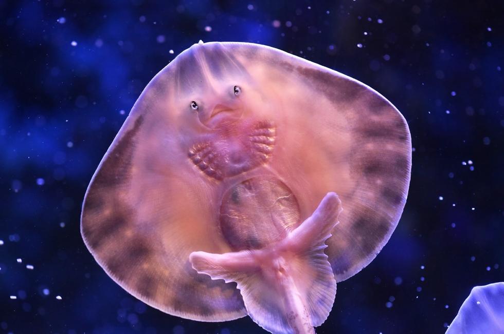 它頭上長(zhǎng)得像眼睛的東西其實(shí)是它腹部的腮。