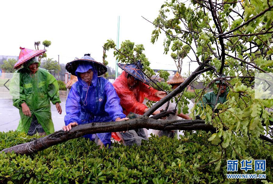  8月8日，工人在福建省石獅市公路邊清理被大風吹倒的樹木。