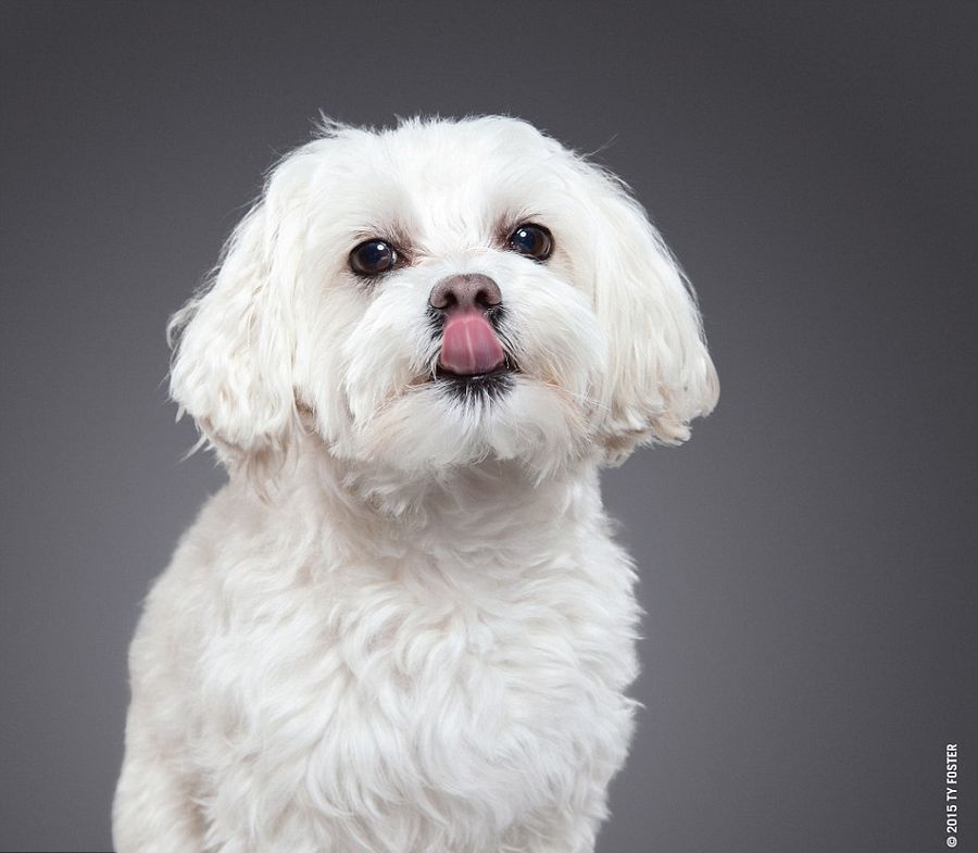 狗狗舔鼻拍照盡顯呆萌 令人捧腹 狗狗舔鼻拍照盡顯呆萌 令人捧腹